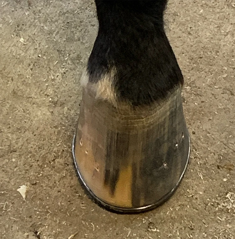 Close-up of a finished hoof and fitted horseshoe from Tylor’s original website