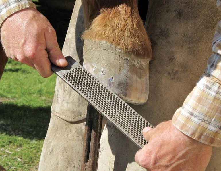 A horse’s hoof being carefully finished with a rasp